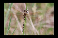PhotoID: AusDr040. Swamp Tigertail (Synthemis eustalacta) - female