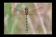 PhotoID: AusDr041. Swamp Tigertail (Synthemis eustalacta) - female