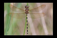 PhotoID: AusDr042. Swamp Tigertail (Synthemis eustalacta) - female
