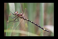 PhotoID: AusDr043. Swamp Tigertail (Synthemis eustalacta) - male