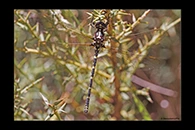 PhotoID: AusDr099. Swamp Tigertail (Synthemis eustalacta) - female