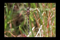 PhotoID: AusDr104. Swamp Tigertail (Synthemis eustalacta) - female