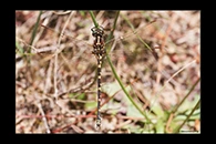 PhotoID: AusDr156. Swamp Tigertail (Synthemis eustalacta) - female