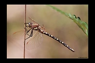 PhotoID: AusDr157. Swamp Tigertail (Synthemis eustalacta) - female