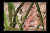 PhotoID: AusDr160. Swamp Tigertail (Synthemis eustalacta) - female