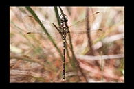 PhotoID: AusDr161. Swamp Tigertail (Synthemis eustalacta) - female