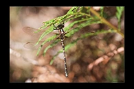 PhotoID: AusDr163. Swamp Tigertail (Synthemis eustalacta) - female