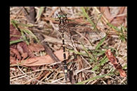 PhotoID: AusDr164. Swamp Tigertail (Synthemis eustalacta) - male