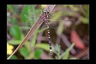 PhotoID: AusDr170. Swamp Tigertail (Synthemis eustalacta) - male