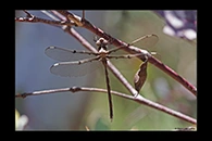 PhotoID: AusDr101. Telephlebia brevicauda - male