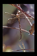 PhotoID: AusDr102. Telephlebia brevicauda - male