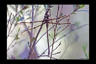 PhotoID: AusDr138. Telephlebia godeffroyi - female