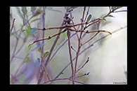 PhotoID: AusDr140. Telephlebia godeffroyi - female