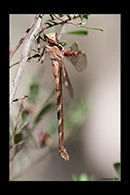 PhotoID: AusDr141. Telephlebia godeffroyi - female