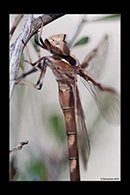 PhotoID: AusDr142. Telephlebia godeffroyi - female
