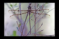 PhotoID: AusDr143. Telephlebia godeffroyi - female