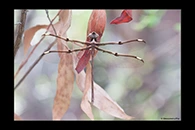 PhotoID: AusDr145. Telephlebia godeffroyi - female