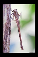 PhotoID: AusDr148. Telephlebia godeffroyi - female