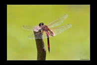 PhotoID: AusDr678. Northern Glider (Tramea propinqua) - male