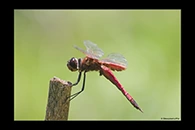 PhotoID: AusDr679. Northern Glider (Tramea propinqua) - male