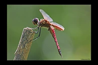PhotoID: AusDr680. Northern Glider (Tramea propinqua) - male