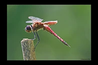 PhotoID: AusDr681. Northern Glider (Tramea propinqua) - male