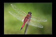 PhotoID: AusDr682. Northern Glider (Tramea propinqua) - male