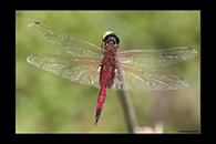 PhotoID: AusDr683. Northern Glider (Tramea propinqua) - male