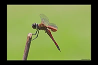 PhotoID: AusDr684. Northern Glider (Tramea propinqua) - male
