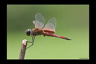 PhotoID: AusDr685. Northern Glider (Tramea propinqua) - male