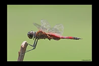 PhotoID: AusDr686. Northern Glider (Tramea propinqua) - male