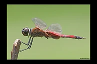 PhotoID: AusDr687. Northern Glider (Tramea propinqua) - male