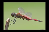 PhotoID: AusDr688. Northern Glider (Tramea propinqua) - male