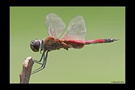 PhotoID: AusDr689. Northern Glider (Tramea propinqua) - male