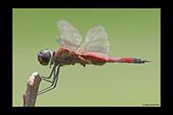 PhotoID: AusDr690. Northern Glider (Tramea propinqua) - male