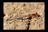 PhotoID: AusDa008. Red & Blue Damsel (Xanthagrion erythroneurum) - male