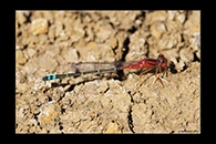 PhotoID: AusDa009. Red & Blue Damsel (Xanthagrion erythroneurum) - male