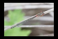 PhotoID: AusDa011. Red & Blue Damsel (Xanthagrion erythroneurum) - female