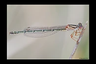PhotoID: AusDa034. Red & Blue Damsel (Xanthagrion erythroneurum) - female
