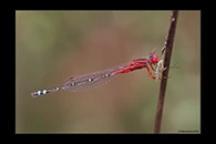 PhotoID: AusDa105. Red & Blue Damsel (Xanthagrion erythroneurum) - male
