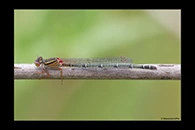 PhotoID: AusDa106. Red & Blue Damsel (Xanthagrion erythroneurum) - female