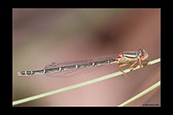 PhotoID: AusDa107. Red & Blue Damsel (Xanthagrion erythroneurum) - female