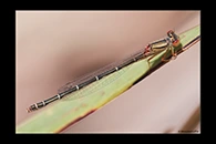 PhotoID: AusDa108. Red & Blue Damsel (Xanthagrion erythroneurum) - female