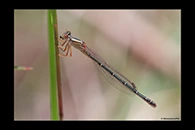 PhotoID: AusDa109. Red & Blue Damsel (Xanthagrion erythroneurum) - female
