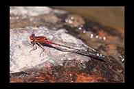 PhotoID: AusDa150. Red & Blue Damsel (Xanthagrion erythroneurum) - male