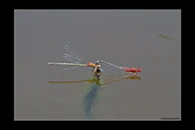 PhotoID: AusDa367. Red & Blue Damsel (Xanthagrion erythroneurum) - tandem