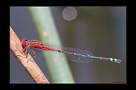 PhotoID: AusDa371. Red & Blue Damsel (Xanthagrion erythroneurum) - male