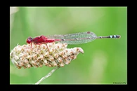 PhotoID: AusDa386. Red & Blue Damsel (Xanthagrion erythroneurum) - male