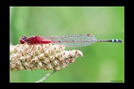 PhotoID: AusDa387. Red & Blue Damsel (Xanthagrion erythroneurum) - male