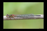 PhotoID: AusDa388. Red & Blue Damsel (Xanthagrion erythroneurum) - female